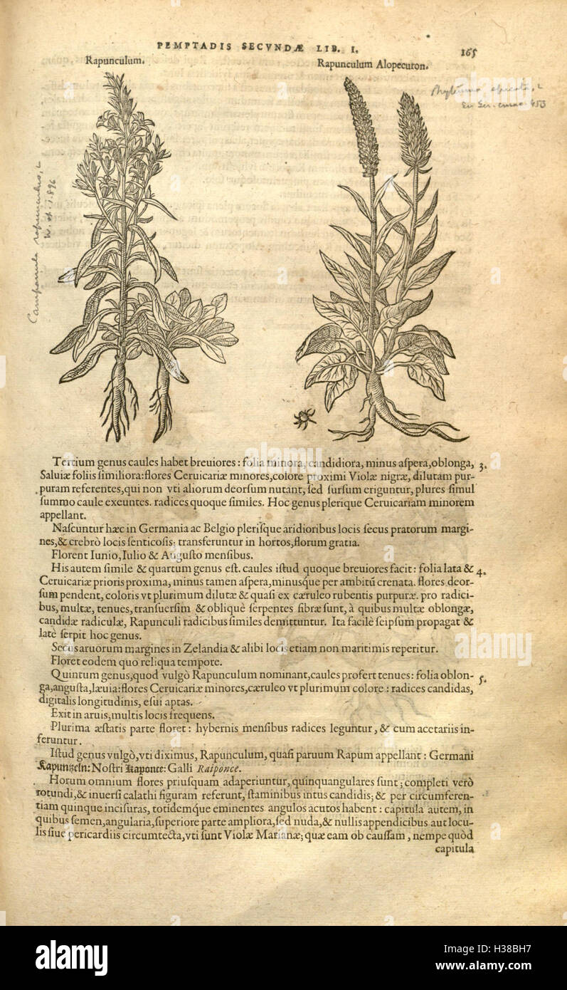 Questo lavoro è uno studio botanico completo di Rembert Dodoens, che copre la storia e la classificazione delle piante, dettagliato a pagina 165. Foto Stock Questo lavoro è uno studio botanico completo di Rembert Dodoens, che copre la storia e la classificazione delle piante, dettagliato a pagina 165. Foto Stock