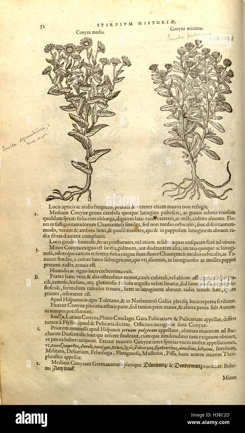 Questo lavoro botanico di Rembert Dodoens delinea la storia e la classificazione delle piante, concentrandosi sui loro usi medicinali e terapeutici. Foto Stock Questo lavoro botanico di Rembert Dodoens delinea la storia e la classificazione delle piante, concentrandosi sui loro usi medicinali e terapeutici. Foto Stock