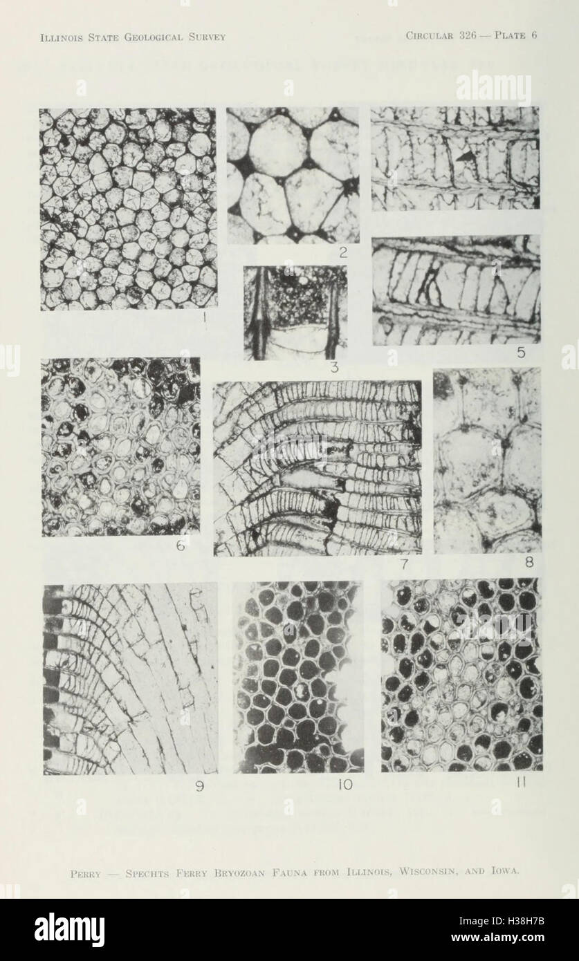 Questo lavoro esplora la fauna bryozoana della formazione Spechts Ferry, offrendo informazioni sul periodo dell'Ordoviciano medio e sulle condizioni ambientali in Illinois, Wisconsin e Iowa. Foto Stock