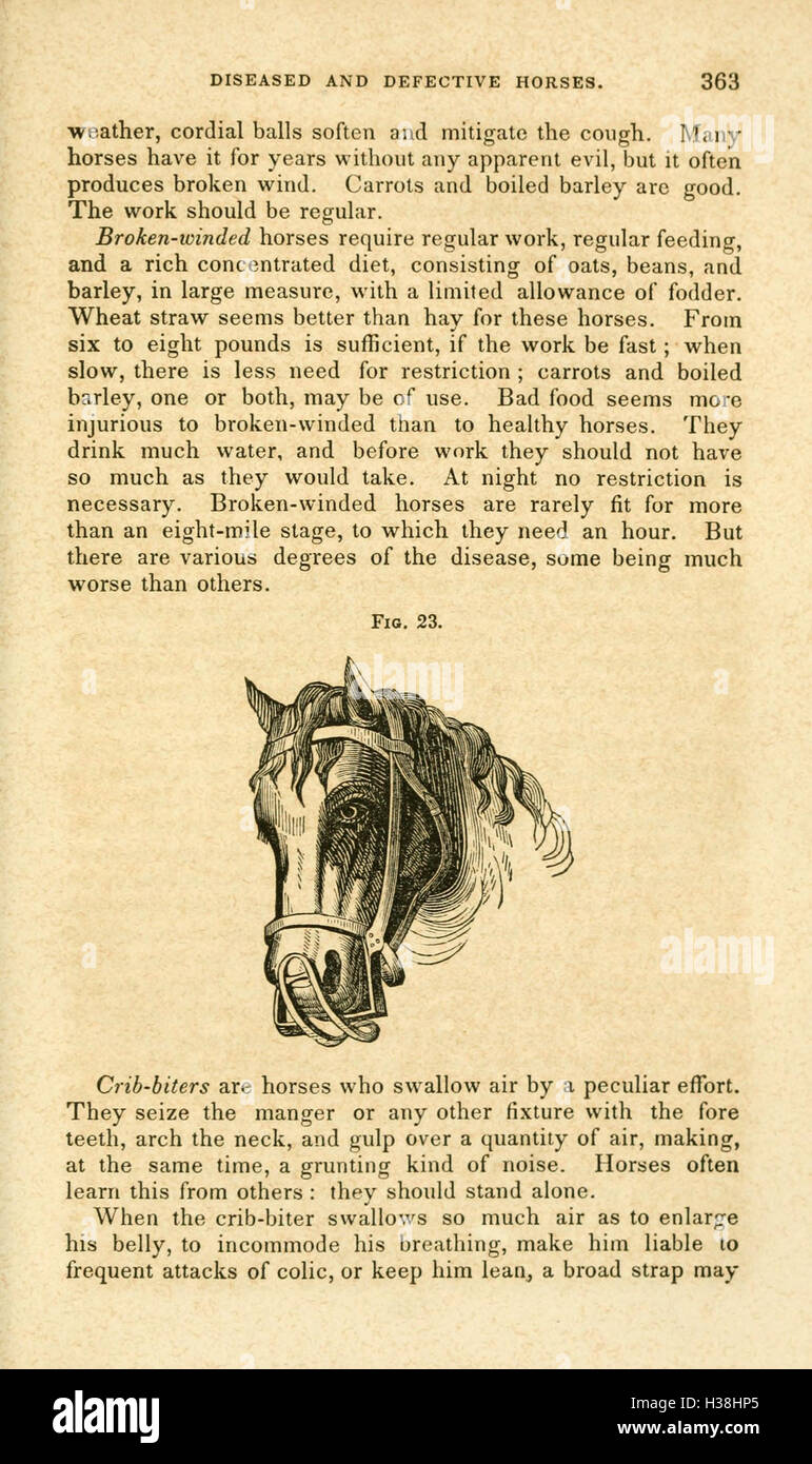 La sezione "economia stabile" discute il rapporto tra le pratiche agricole, la gestione del bestiame e il loro impatto economico. Esamina il ruolo di una gestione stabile nel garantire un sistema agricolo coerente ed efficiente. La sezione sottolinea l'importanza di strutture ben mantenute per sostenere sia la salute degli animali che la produttività delle aziende agricole. Foto Stock