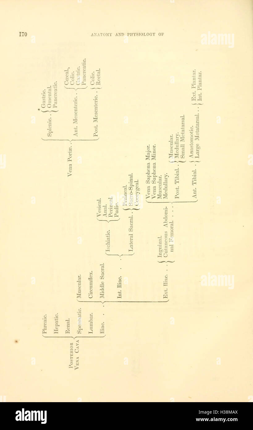 Questo lavoro esamina la struttura anatomica e le funzioni fisiologiche dei cavalli, concentrandosi su sistemi come il sistema muscolo-scheletrico, respiratorio e circolatorio. Foto Stock
