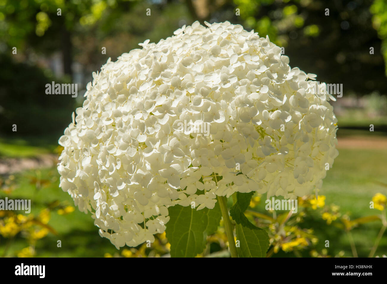 Hydrangea macrophylla, Bianco Ortensie Foto Stock