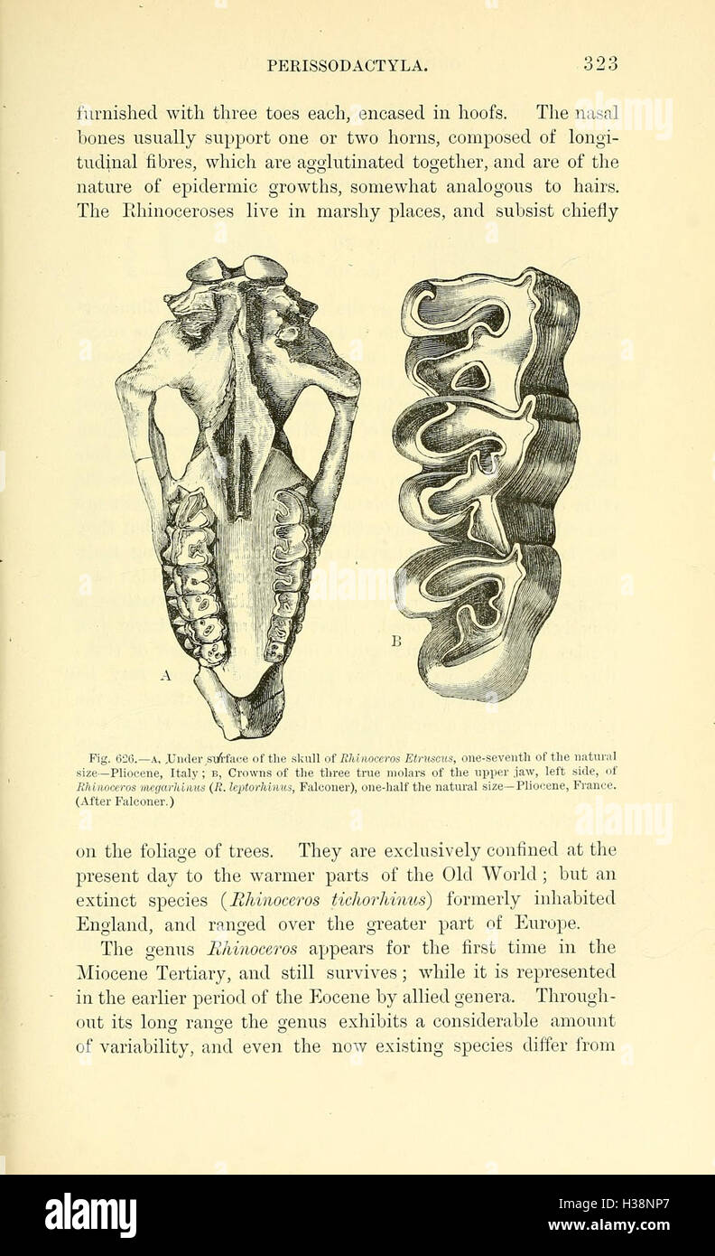 Un manuale di paleontologia per l'uso di studenti (pagina 323) BHL148 Foto Stock