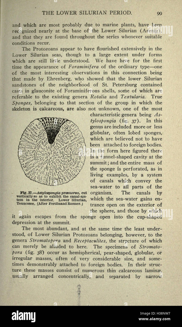Questo lavoro esplora la storia geologica e biologica della Terra, concentrandosi sulla formazione del pianeta, lo sviluppo della vita e l'evoluzione delle principali forme di vita nei periodi geologici. Foto Stock
