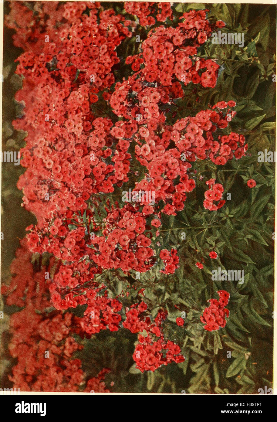 Questa guida offre istruzioni dettagliate sulla coltivazione di fiori duri, alberi, arbusti e piante perenni e annuali nei giardini. Foto Stock