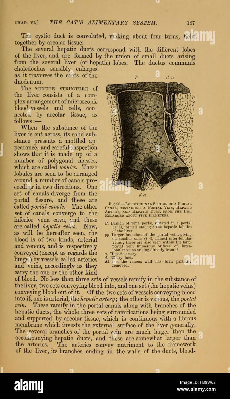 Questo libro serve come introduzione allo studio dei gatti nel più ampio contesto degli animali backboned, concentrandosi sulle loro caratteristiche anatomiche e sulla classificazione biologica. Foto Stock