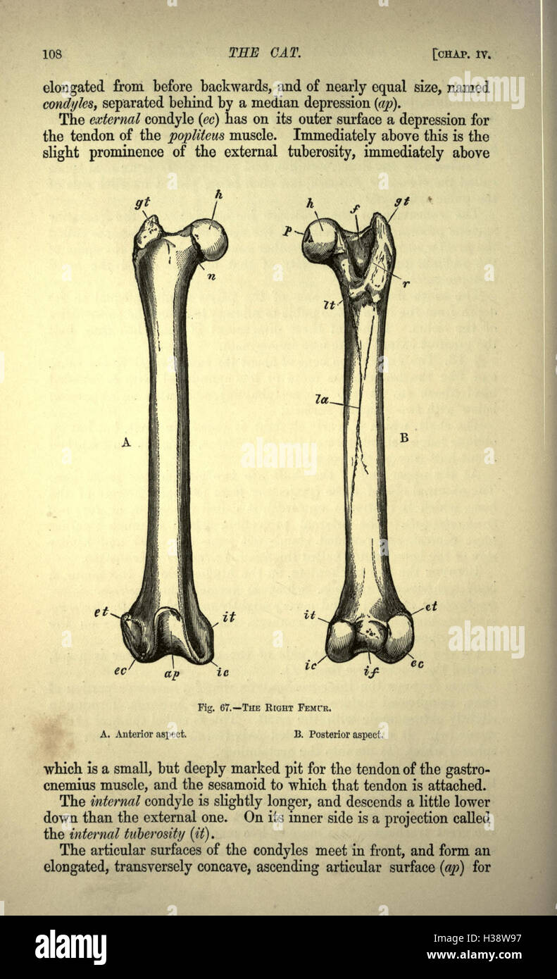 Il gatto (pagina 108) BHL179 Foto Stock