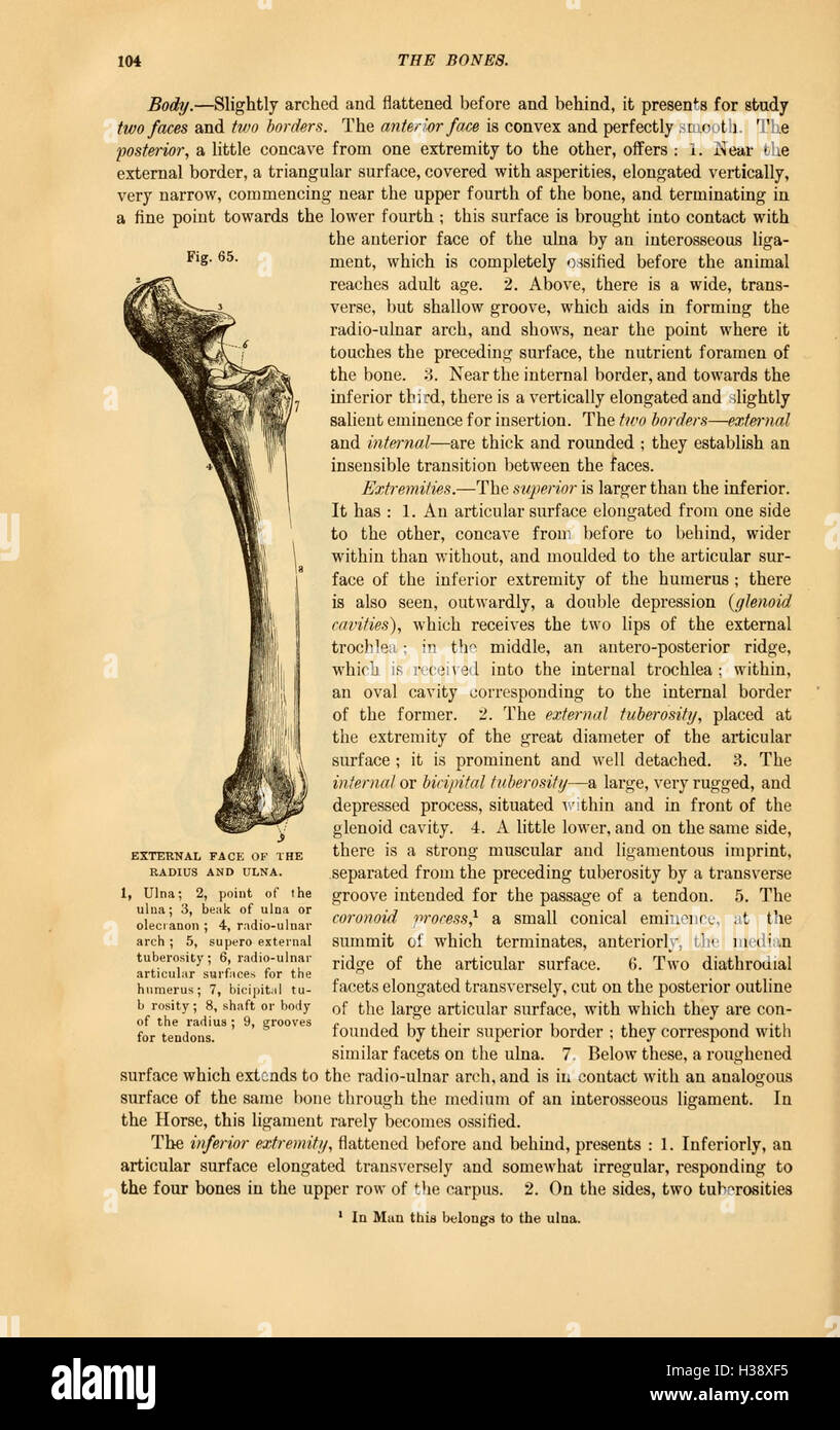 Questo testo fornisce un confronto dell'anatomia degli animali domestici, concentrandosi sulle somiglianze e le differenze tra le specie, tra cui cavalli, bovini e altri animali. Foto Stock