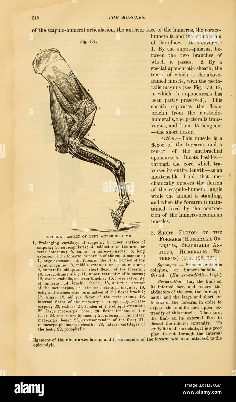 Questo lavoro confronta l'anatomia di vari animali domestici, concentrandosi sulle somiglianze strutturali e sulle differenze tra le specie. Foto Stock