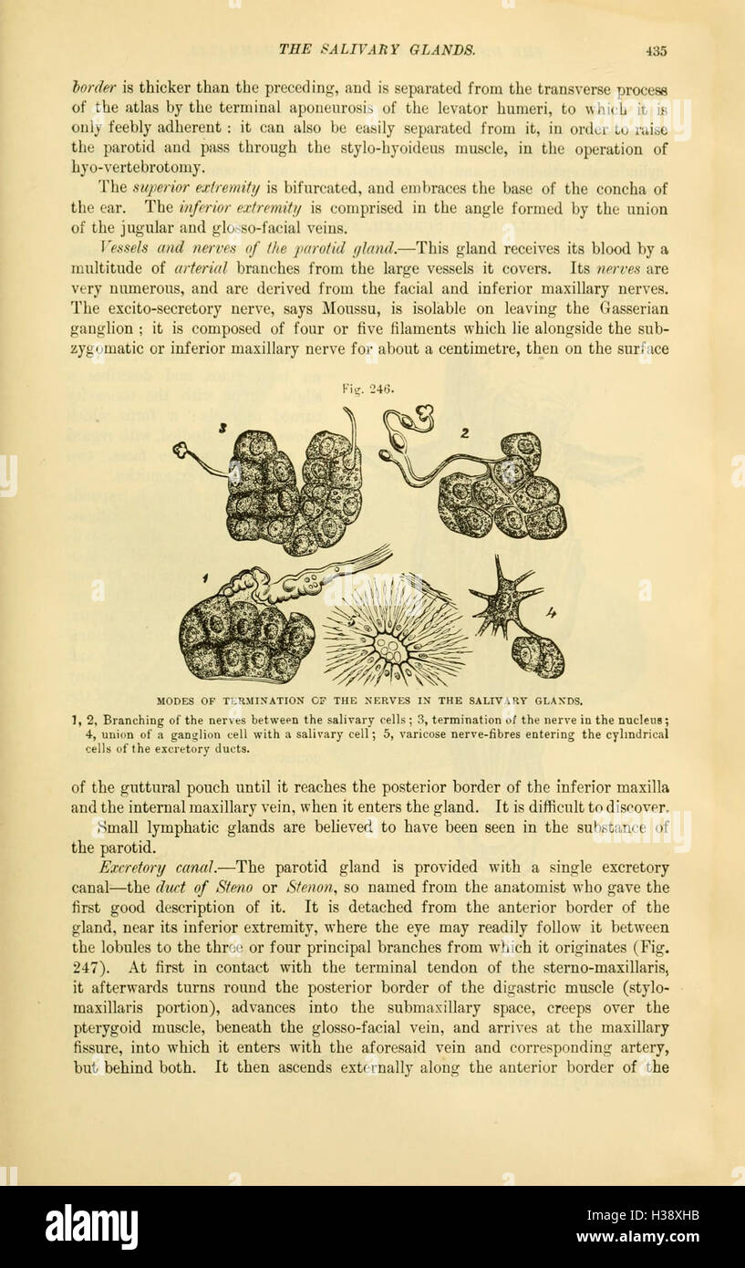 Questa pagina di "The comparative Anatomy of the domesticated Animals" (anatomia comparata degli animali domestici) fornisce un confronto dettagliato dell'anatomia di vari animali domestici, evidenziando le differenze e le somiglianze tra le specie. Foto Stock