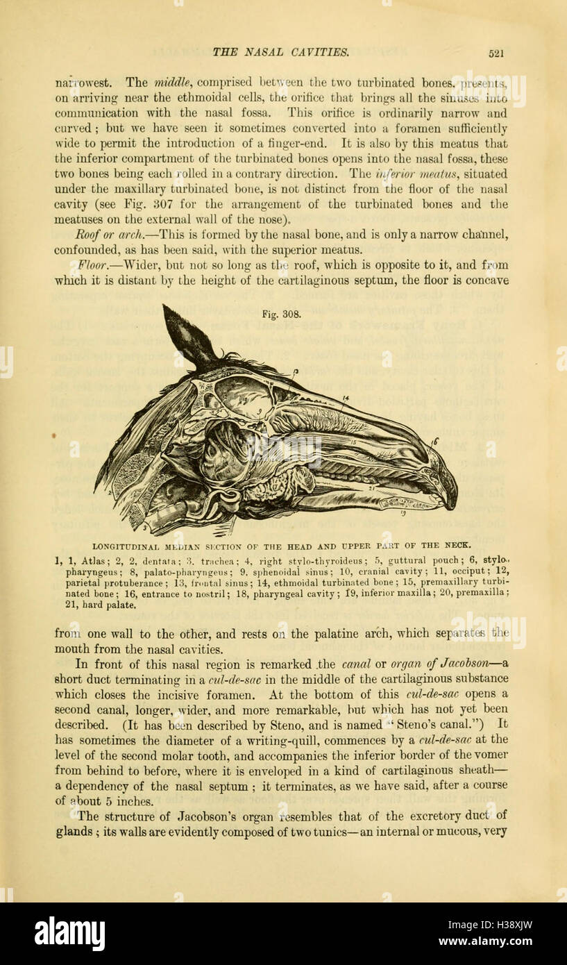 Uno studio comparativo dell'anatomia degli animali domestici, evidenziando le differenze e le somiglianze tra le varie specie comunemente conservate per scopi agricoli o di compagnia. Foto Stock