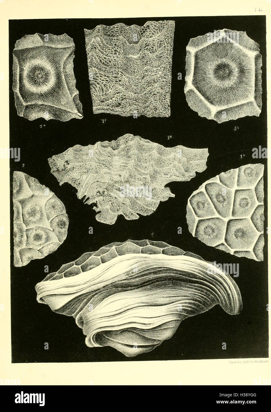 Questa monografia fornisce uno studio dettagliato dei coralli fossili britannici, analizzandone la struttura, la classificazione e la distribuzione in diversi periodi geologici. Include descrizioni di varie specie e dei loro reperti fossili. Foto Stock