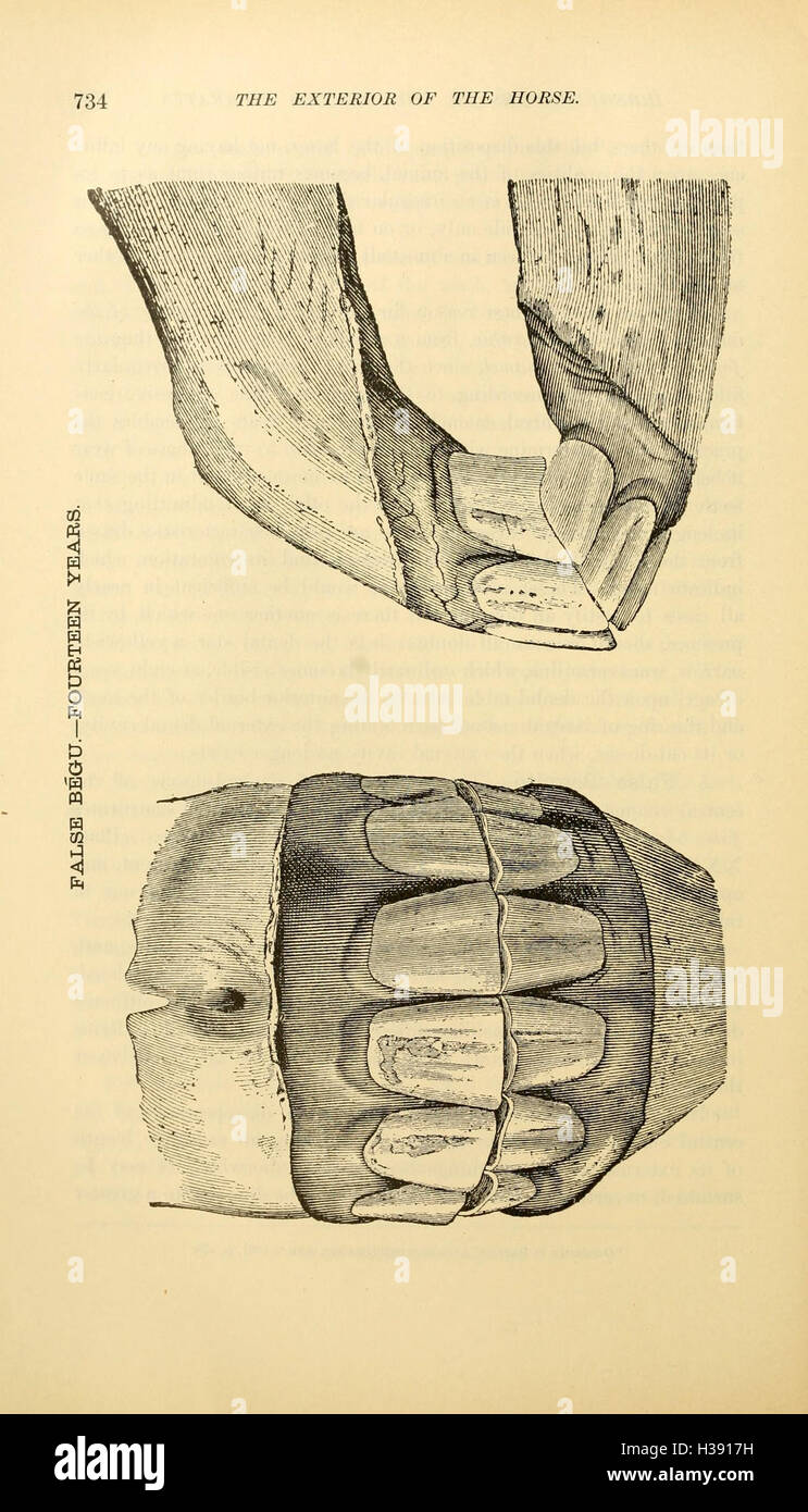 La parte esterna del cavallo (pagina 734) BHL216 Foto Stock