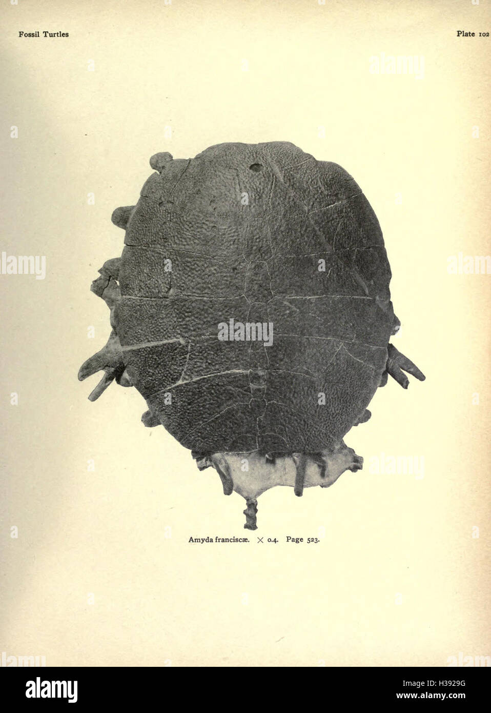 Questo lavoro fornisce uno studio dettagliato delle tartarughe fossili trovate in Nord America, tra cui l'identificazione delle specie, le intuizioni evolutive e il contesto ecologico di questi antichi rettili. Foto Stock
