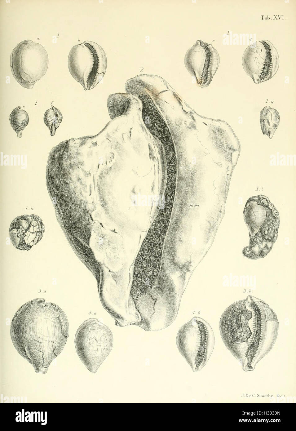 Questa monografia fornisce uno studio dettagliato dei molluschi dell'Eocene, documentando le loro specie, caratteristiche e significato evolutivo durante l'Eocene. Foto Stock