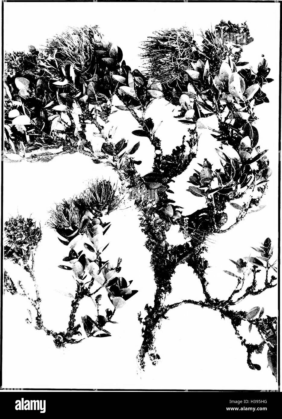 Questo lavoro discute le specie di alberi autoctone delle isole Hawaii, evidenziando il loro ruolo ecologico, il significato culturale e gli sforzi di conservazione. Foto Stock