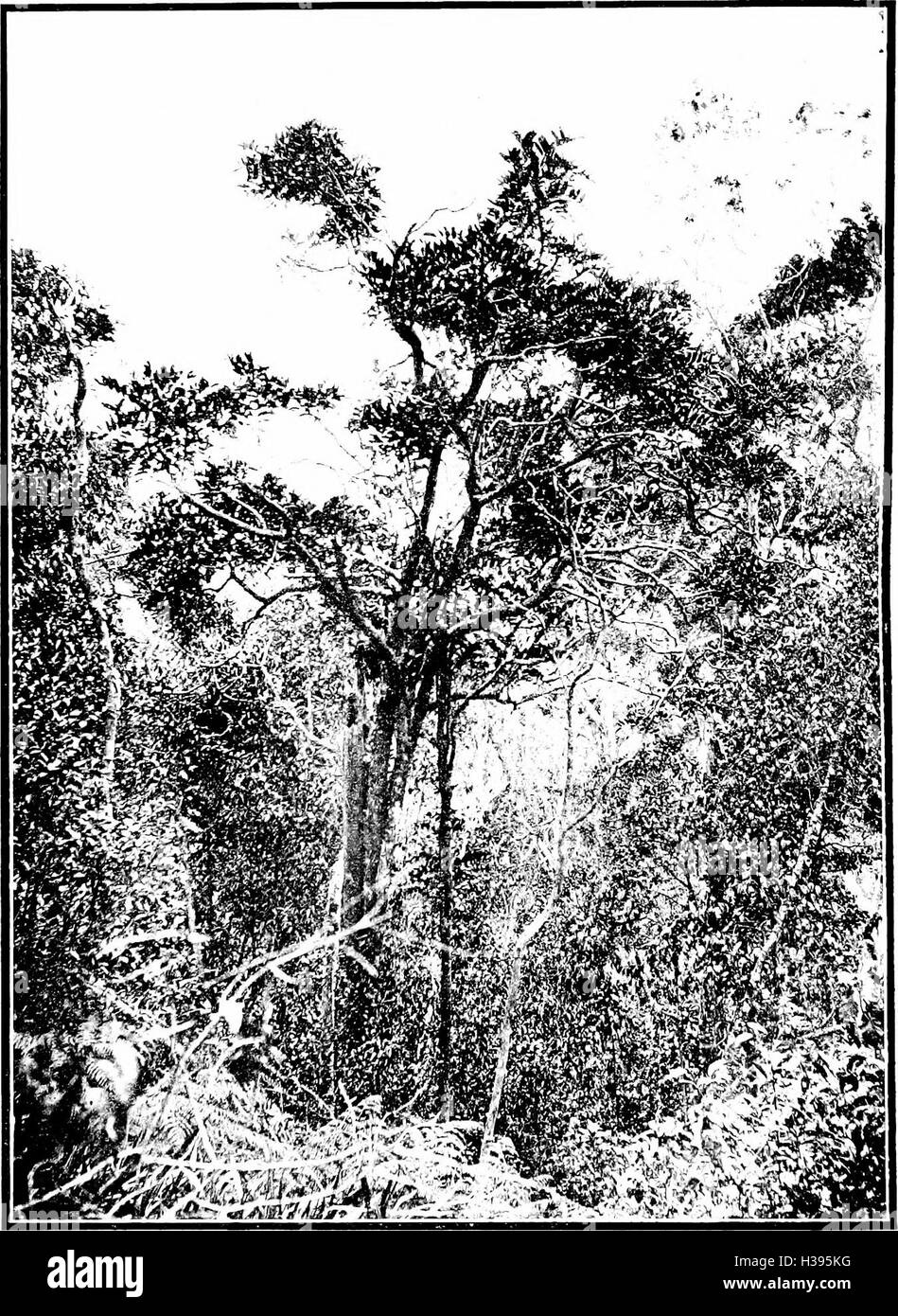 Questo lavoro discute le specie di alberi autoctone delle isole Hawaii, compresi i loro ruoli ecologici e l'importanza nella biodiversità hawaiana. Foto Stock