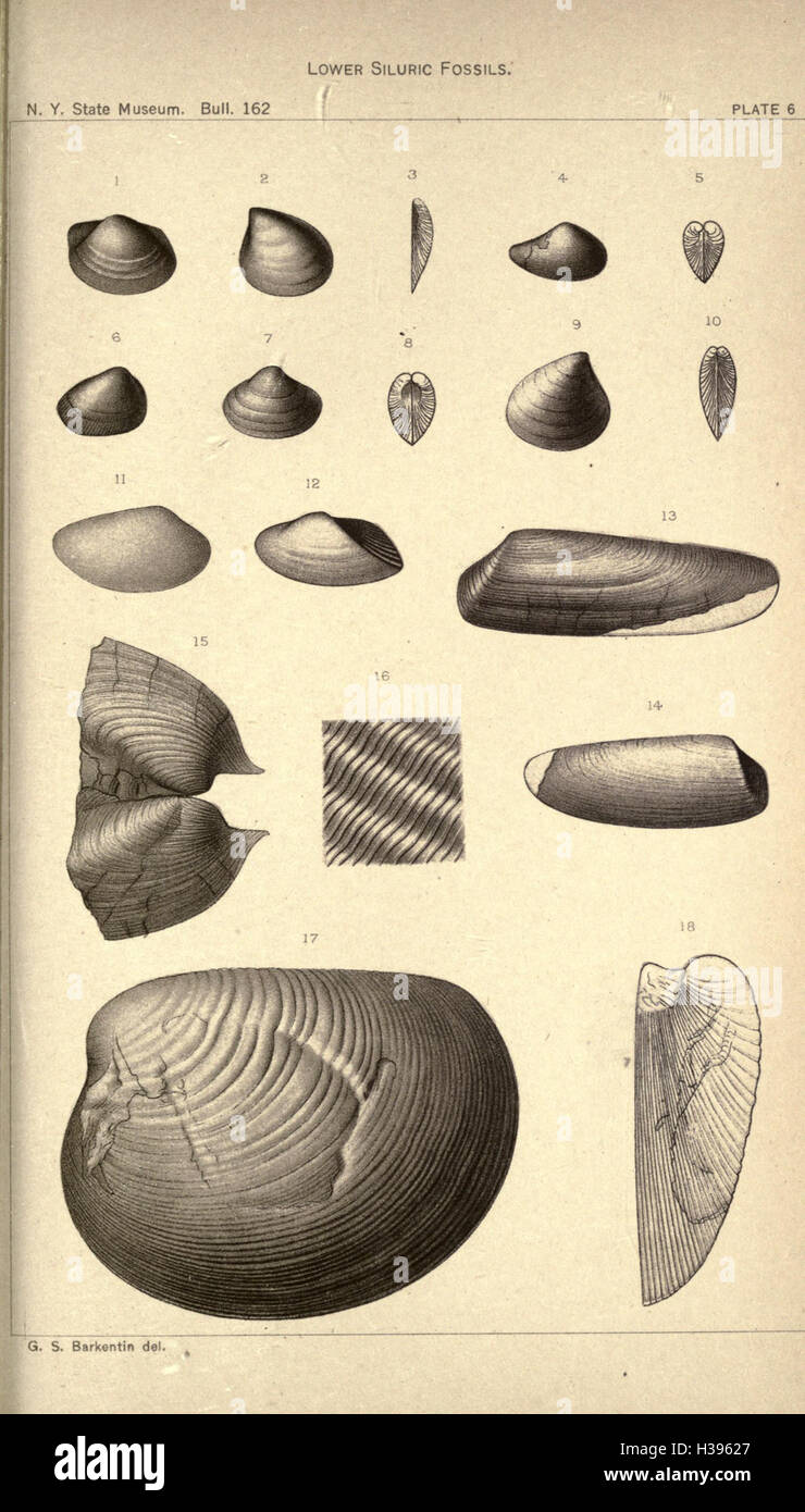 La minore Siluric scisti del Mohawk valley BHL181 Foto Stock