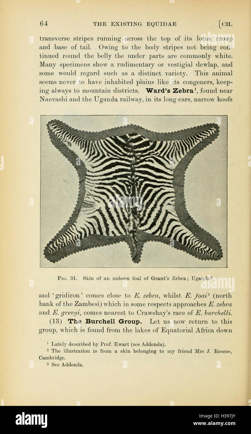 Questa pagina esplora la storia e lo sviluppo della razza di cavalli purosangue, le sue origini e l'impatto che ha avuto sugli sport e le pratiche di allevamento equini moderni. Foto Stock