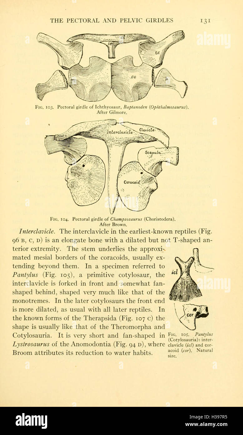 Questo libro fornisce uno studio approfondito degli scheletri dei rettili, concentrandosi sulla struttura osteologica e sulla funzione dei rettili. Include disegni anatomici dettagliati e descrizioni di varie specie di rettili. Foto Stock