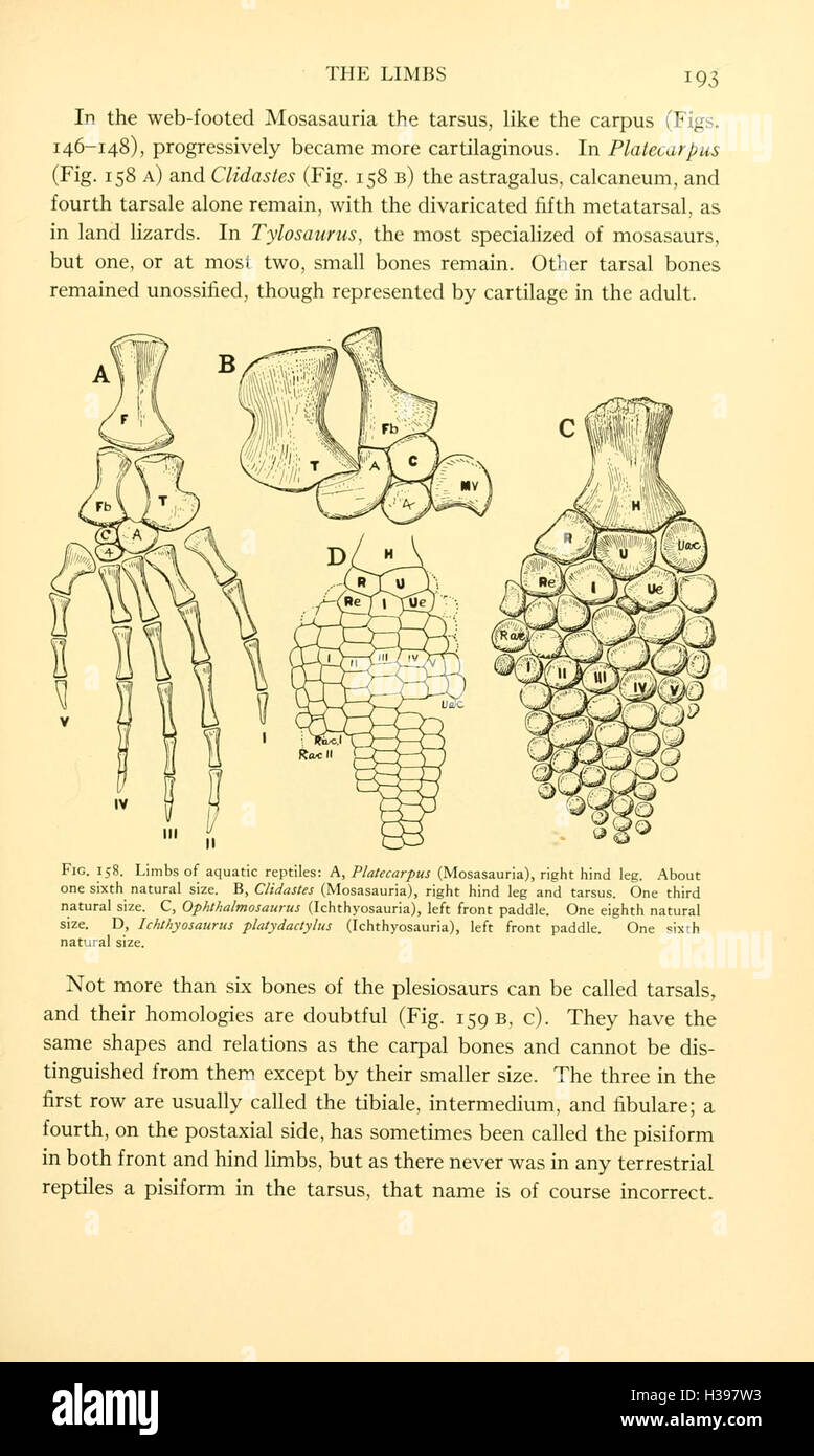 Questo lavoro si concentra sulla struttura scheletrica e l'anatomia dei rettili, fornendo informazioni dettagliate sulle loro caratteristiche osteologiche. Foto Stock