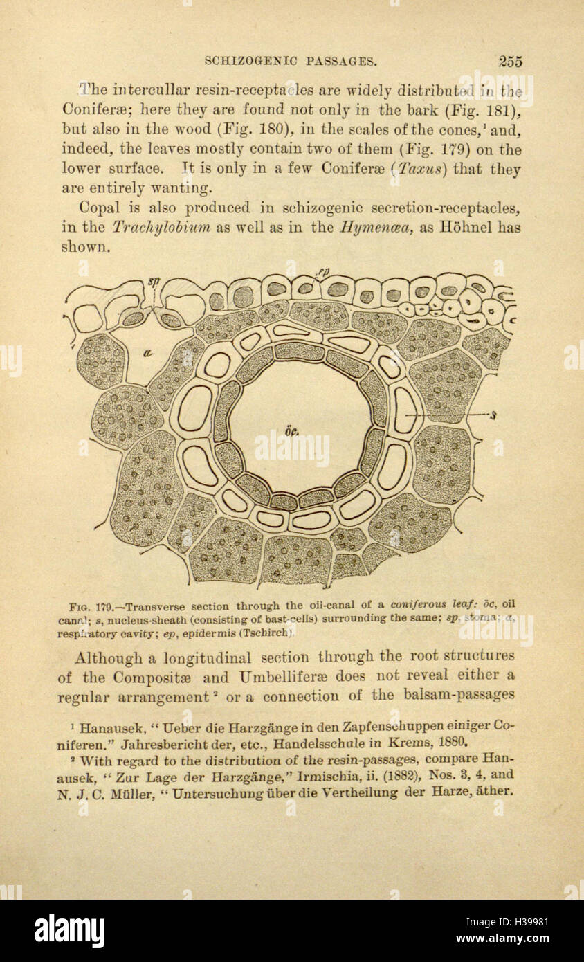 "I principi della farmacognosia" discute lo studio delle piante medicinali, le loro proprietà chimiche e le loro applicazioni in medicina, concentrandosi sull'estrazione e l'identificazione dei composti bioattivi. Foto Stock