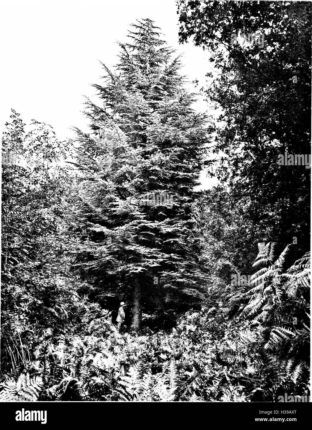 Un ampio lavoro sugli alberi della Gran Bretagna e dell'Irlanda, descrivendo varie specie, la loro distribuzione e le loro caratteristiche. Il libro include illustrazioni dettagliate e descrizioni delle specie di alberi native e non native. Foto Stock