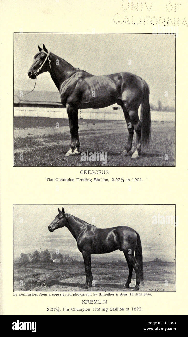 Il trotto e il cavallo di stimolazione in America BHL199 Foto Stock
