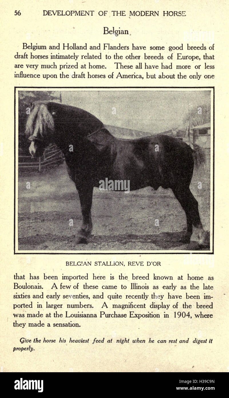 Questo lavoro fornisce una panoramica della storia evolutiva del cavallo moderno, tracciando il suo sviluppo dai primi antenati all'attuale diversità di razza. Foto Stock