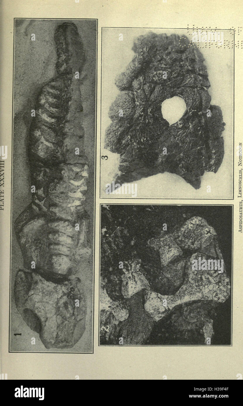 Questo testo presenta una panoramica dei fossili di vertebrati del periodo Permiano in America, con dettagli sulle specie e gli aspetti evolutivi dei primi vertebrati. Foto Stock