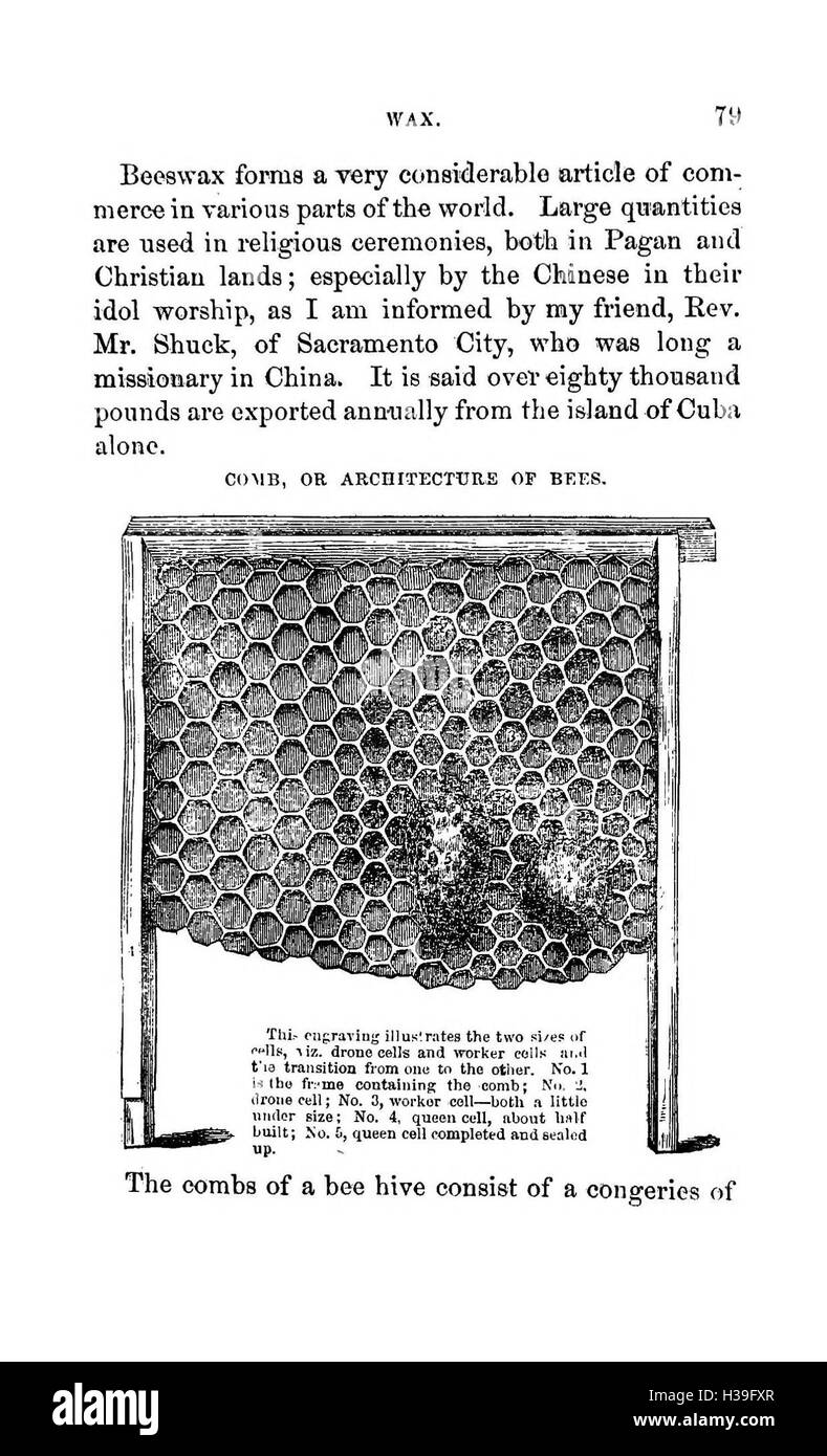 Questa guida pratica tratta gli elementi essenziali dell'apicoltura, tra cui la cura delle api, la gestione dell'alveare, la produzione di miele e le tecniche per il mantenimento di colonie sane. Serve come risorsa utile sia per gli apicoltori principianti che per quelli esperti. Foto Stock