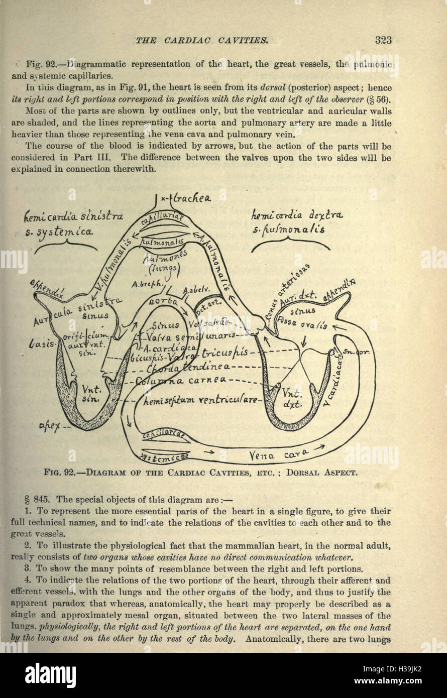 Tecnologia anatomica come applicata al gatto domestico (pagina 323) BHL208 Foto Stock