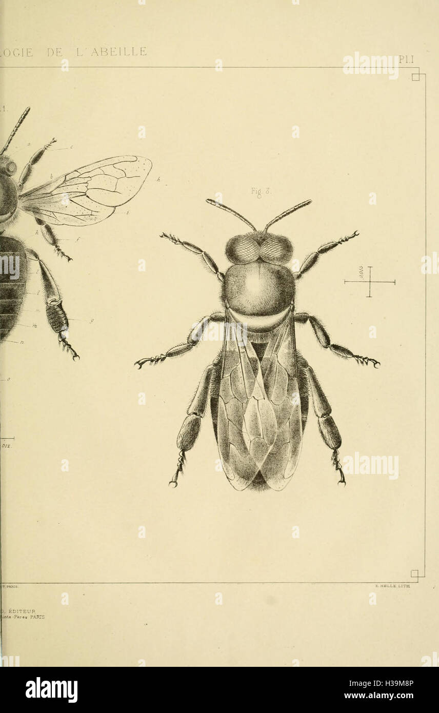Un'opera sull'anatomia e la fisiologia dell'ape del miele, che descrive in dettaglio la struttura e la funzione dei suoi organi e sistemi corporei. Foto Stock