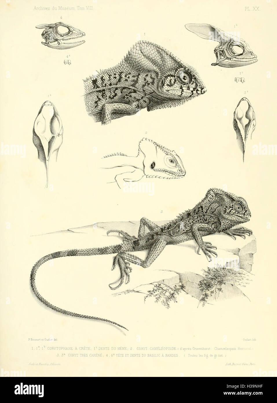 Descrizione rettili des nouveaux imparfaitement ou connus de la collection du Muséum d' histoire Naturelle et remarques sur la classificazione et les caractères des rettili (piastra XX) BHL40 Foto Stock