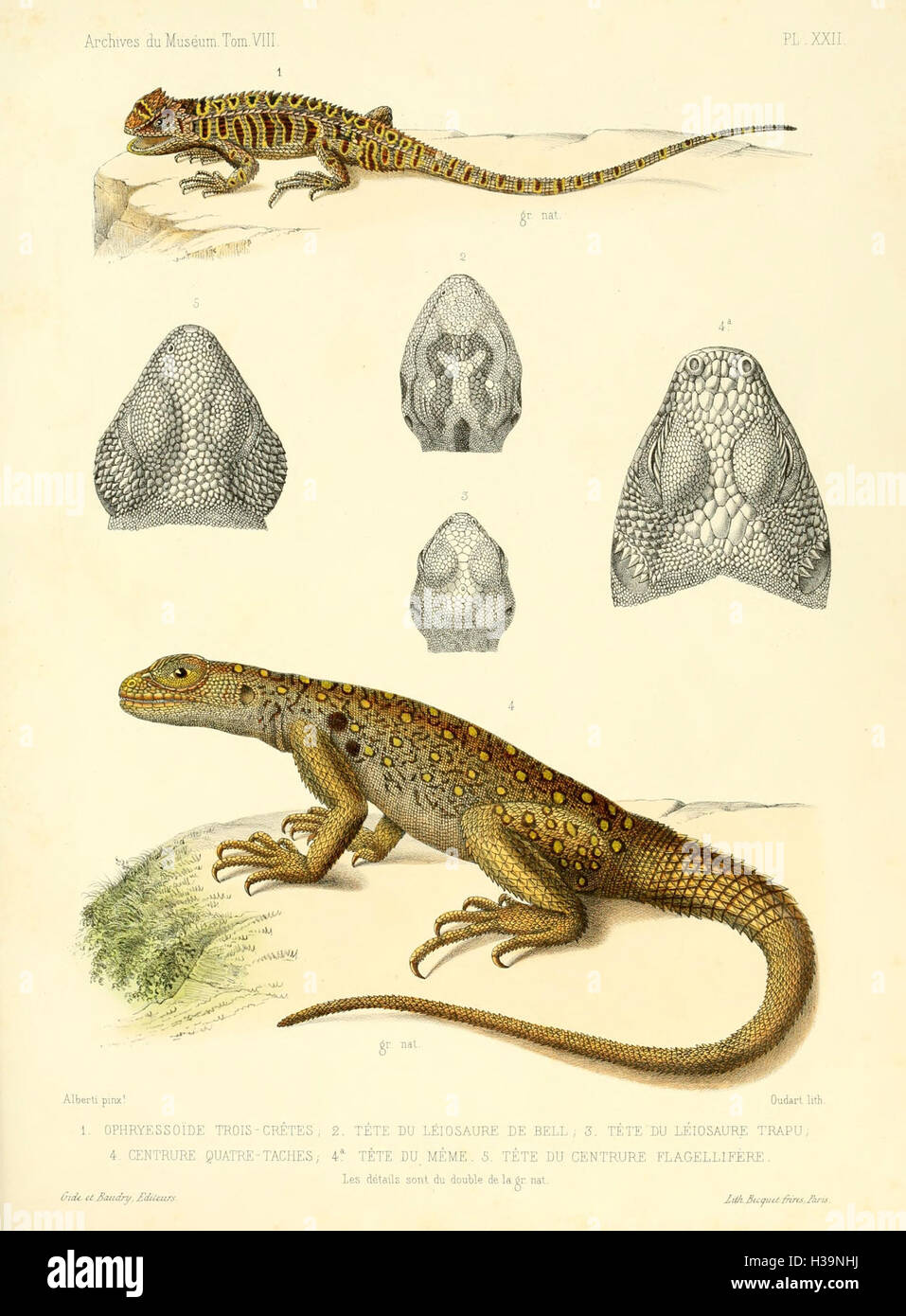 Descrizione rettili des nouveaux imparfaitement ou connus de la collection du Muséum d' histoire Naturelle et remarques sur la classificazione et les caractères des rettili (piastra XXII) BHL40 Foto Stock