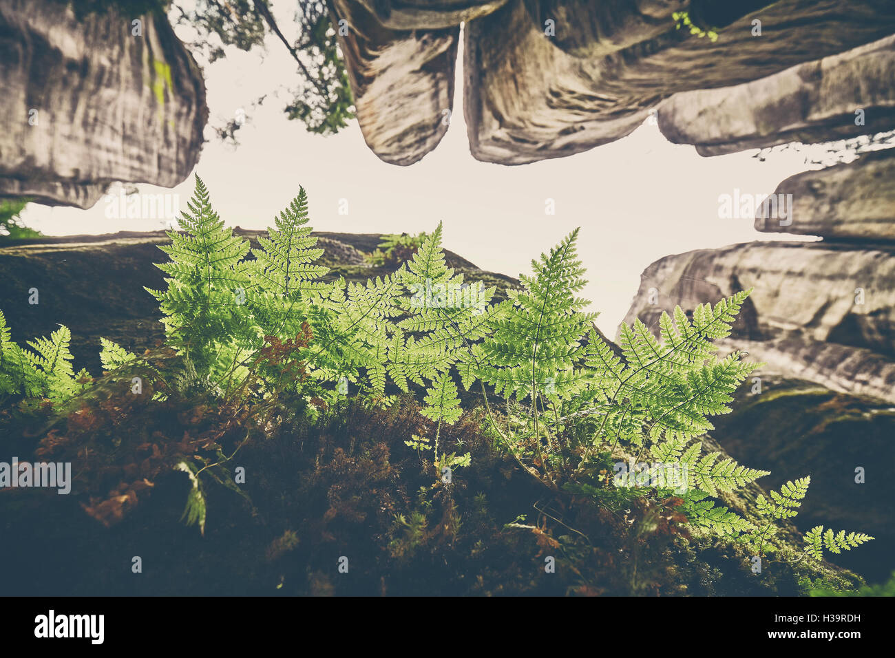 Vintage tonica foglie di felce su roccia, cercando la montagna, il fuoco selettivo. Foto Stock