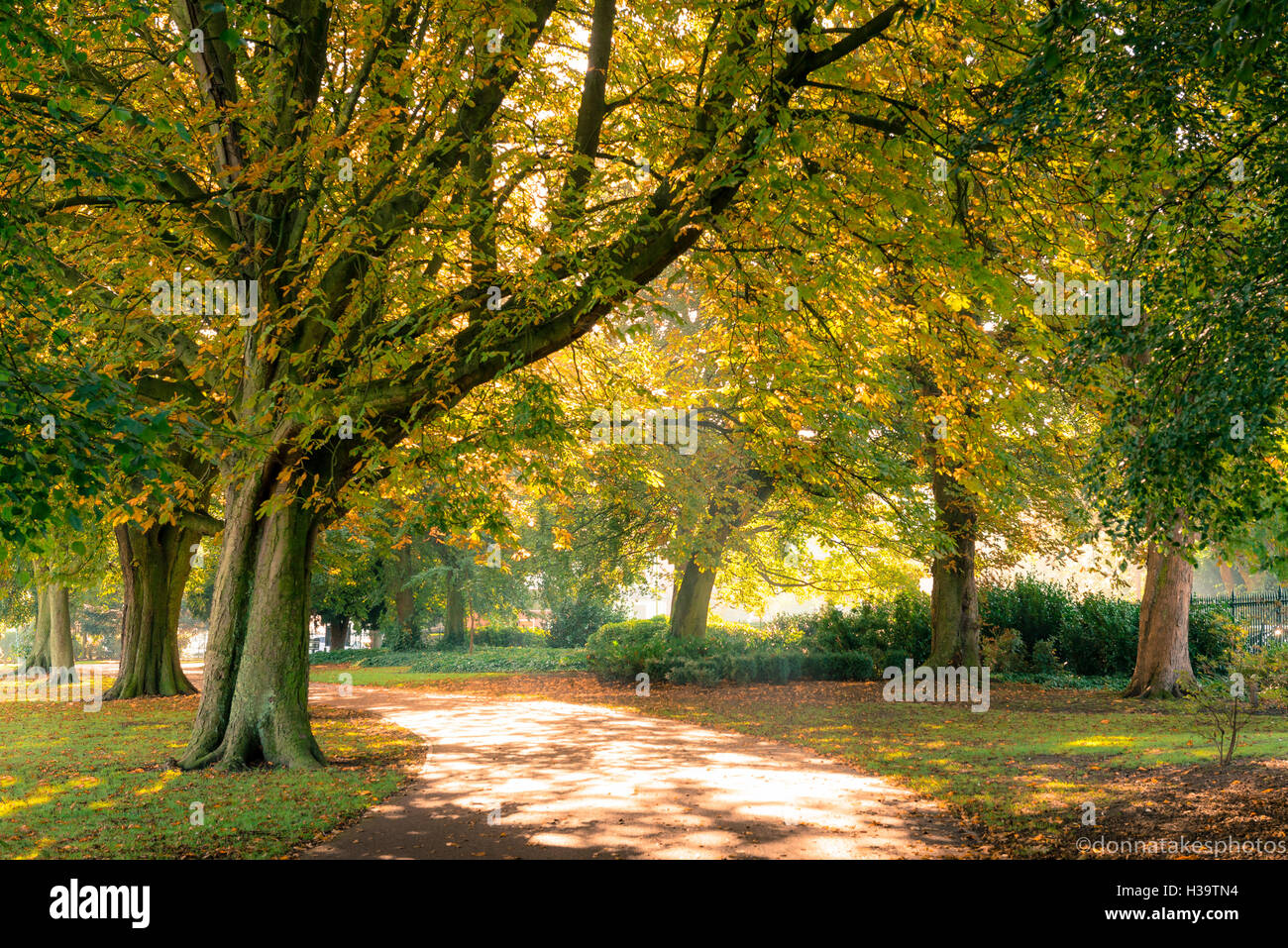 Alberi di autunno a West Park Wolverhampton, Inghilterra Foto Stock
