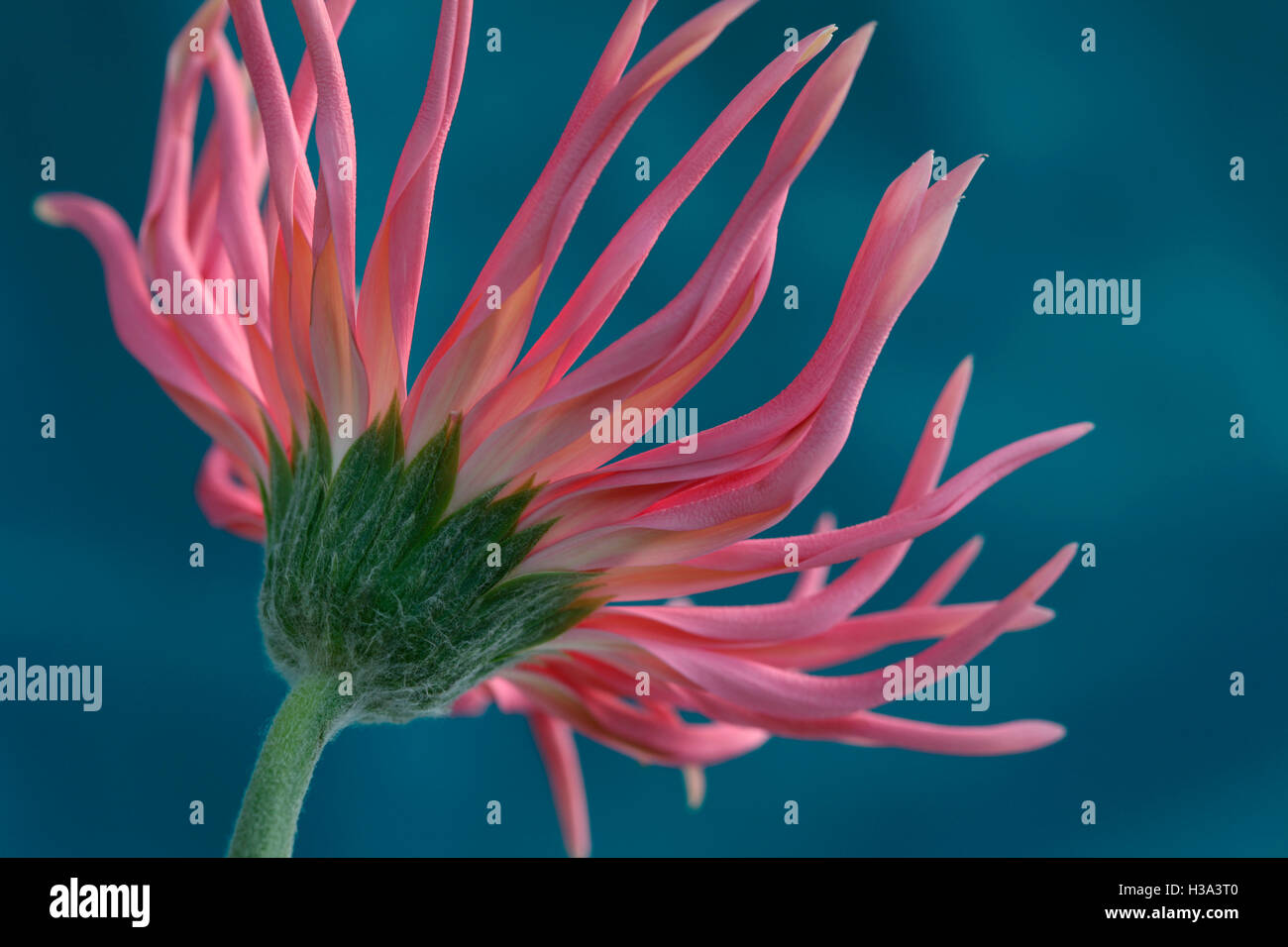 Rosa distintiva di Gerbera spider ancora in vita - Guardando lontano ritratto Jane Ann Butler JABP Fotografia1638 Foto Stock