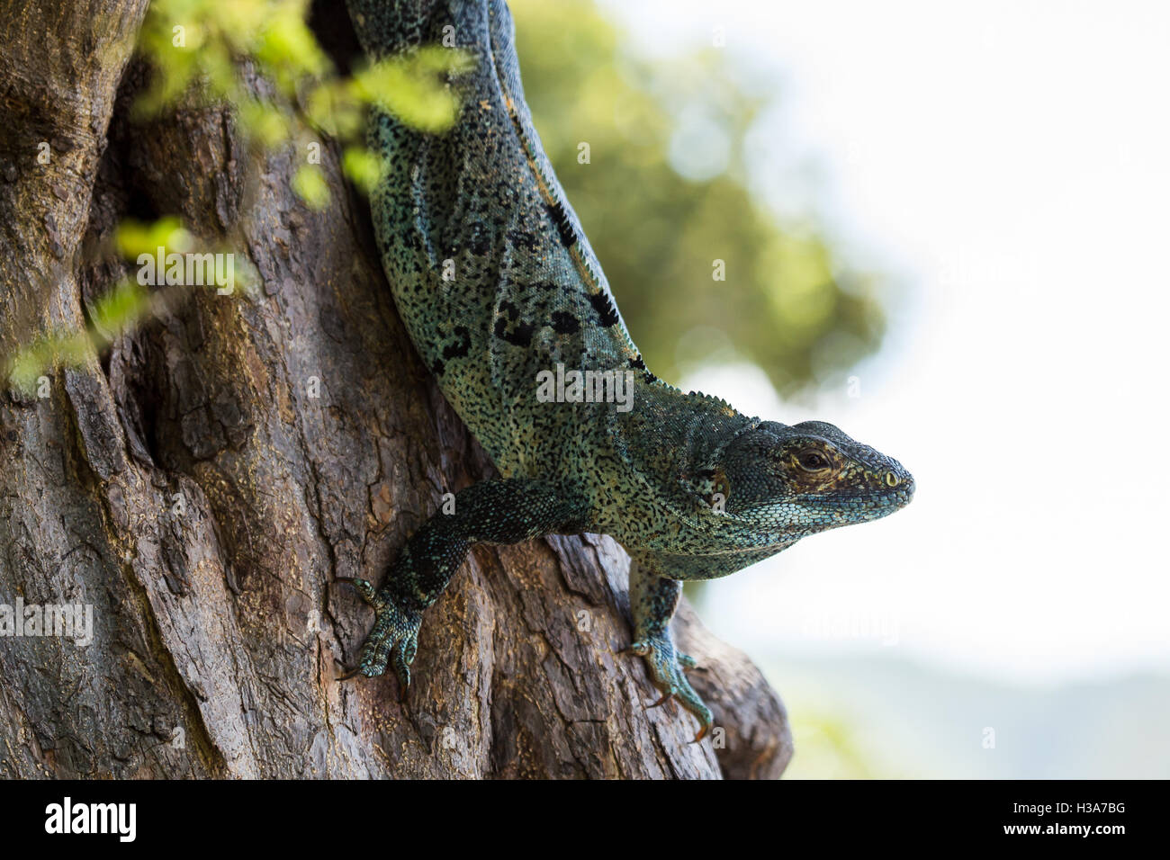 Un Nero iguana scende giù un albero per un'altra sessione di crogiolarsi sul nero sabbie vulcaniche di laya Matapalo nel nord-ovest o Foto Stock