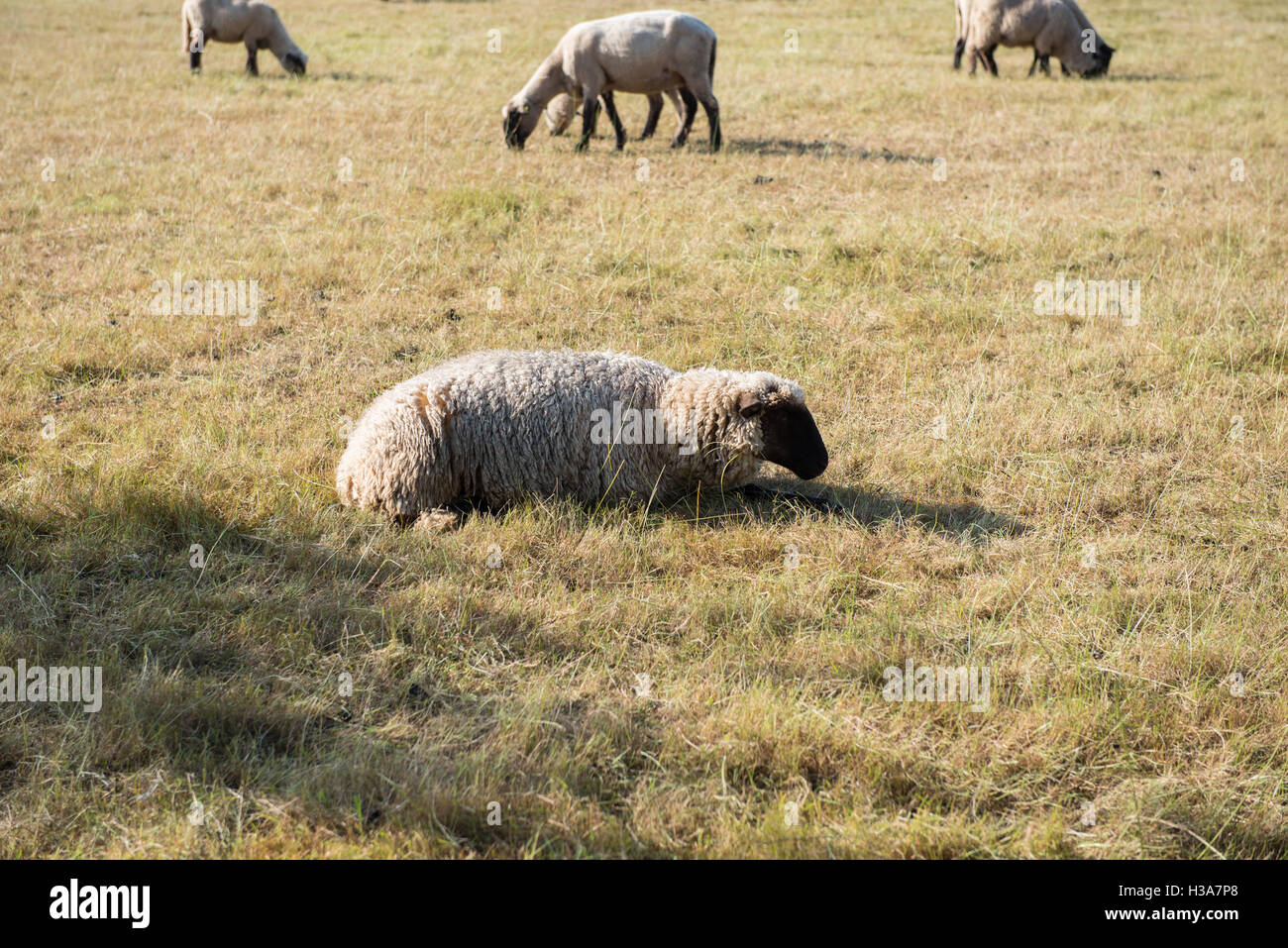 Allevamento di pecore di mangiare su un pascolo Foto Stock