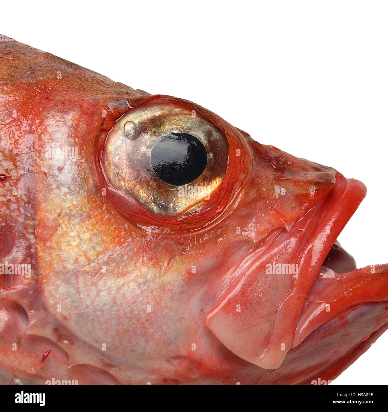 Close-up di ocean pesce persico o scorfano di Norvegia, Islanda Foto Stock
