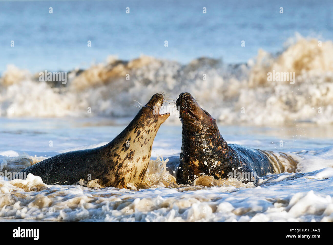 Guarnizione grigio il comportamento di corteggiamento, costa del Mare del Nord, Norfolk, Inghilterra Foto Stock