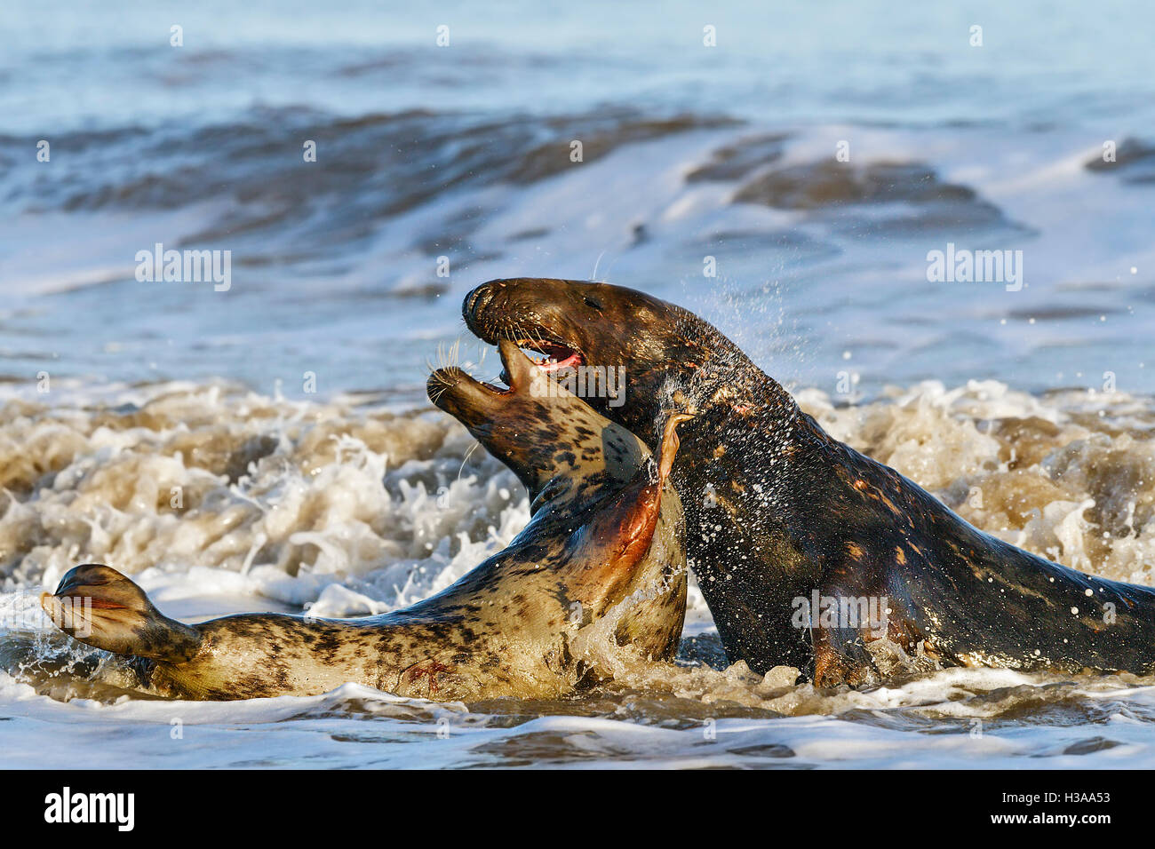 Guarnizione grigio il comportamento di corteggiamento, costa del Mare del Nord, Norfolk, Inghilterra Foto Stock