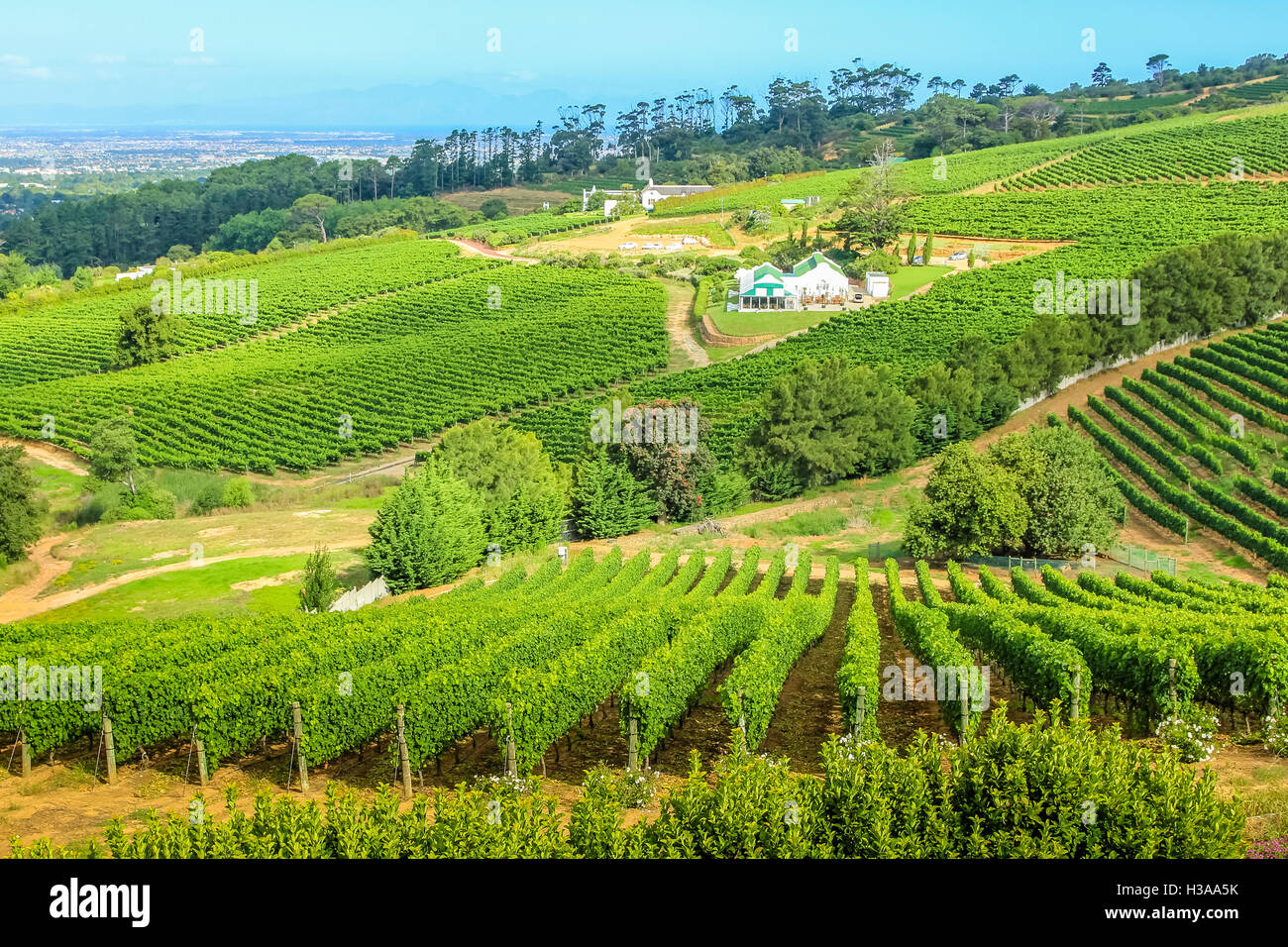 Uva wineland campagna Foto Stock