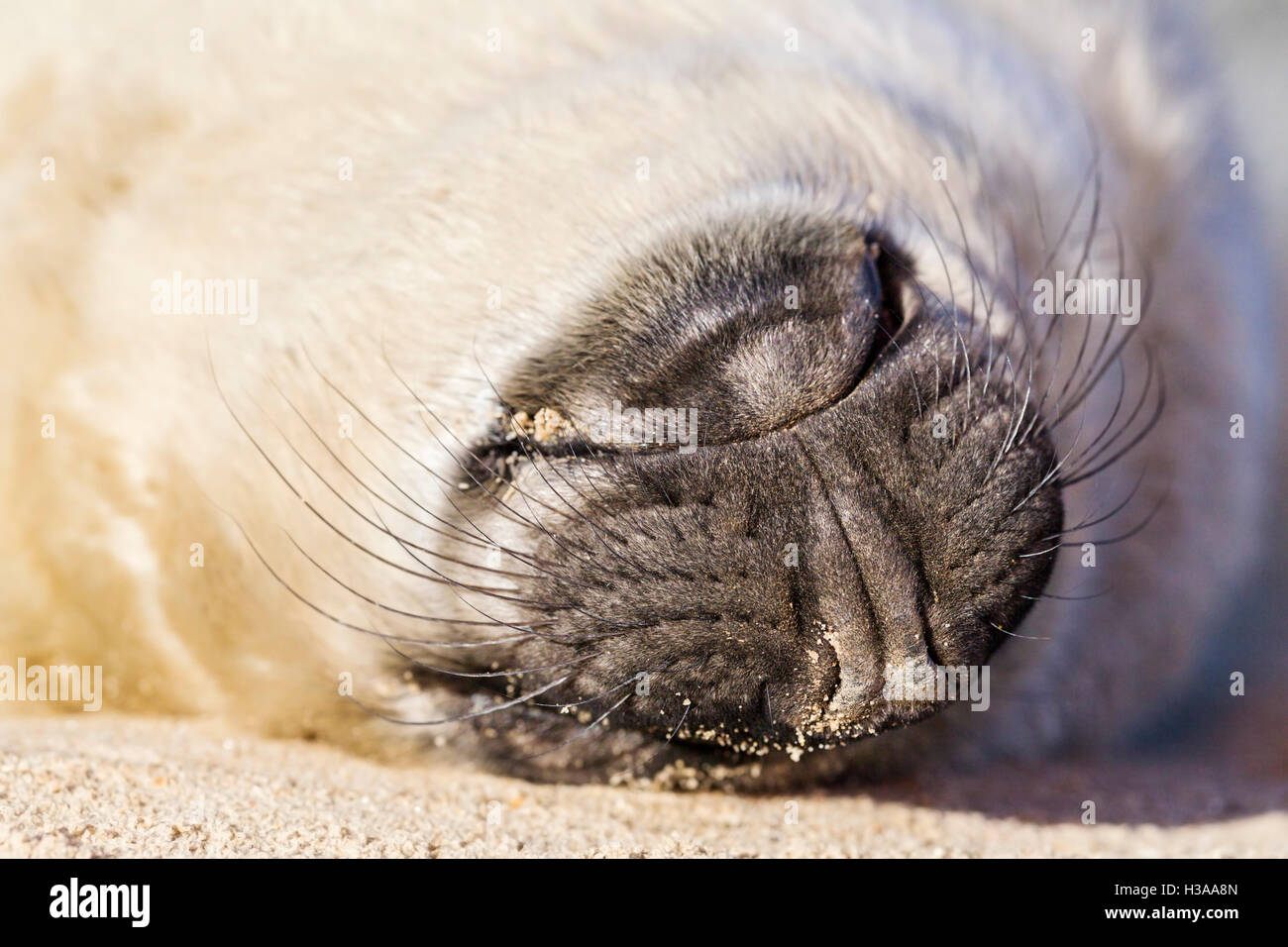 Un bianco grigio guarnizione pup si allunga sulla sua schiena su una spiaggia, costa del Mare del Nord, Norfolk, Inghilterra Foto Stock