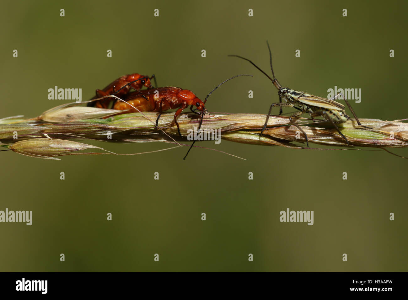 Una coniugata coppia di soldato rosso Beetle (Rhagonycha fulva) essendo controllata da un impianto di prato Bug (Leptopterna dolabrata) sull'erba . Foto Stock