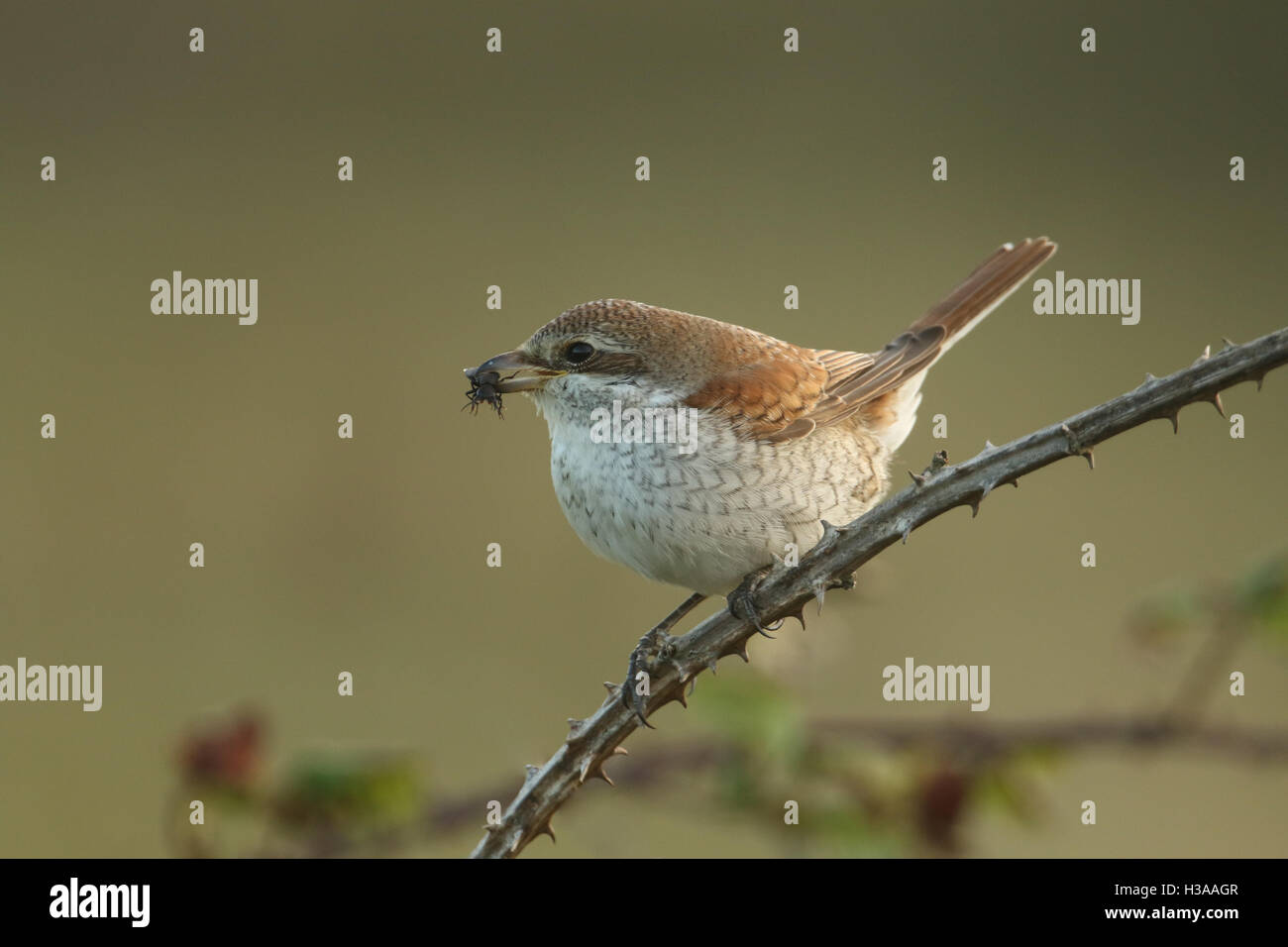 Una rara Red-backed shrike (Lanius collurio) mangia demoni Coach cavallo Beetle (Ocypus olens). Foto Stock