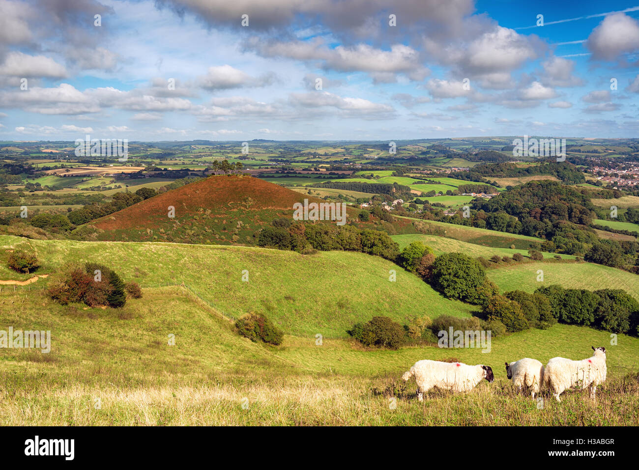 Nella campagna del Dorset vicino a Bridport con Colmer's Hill in background Foto Stock