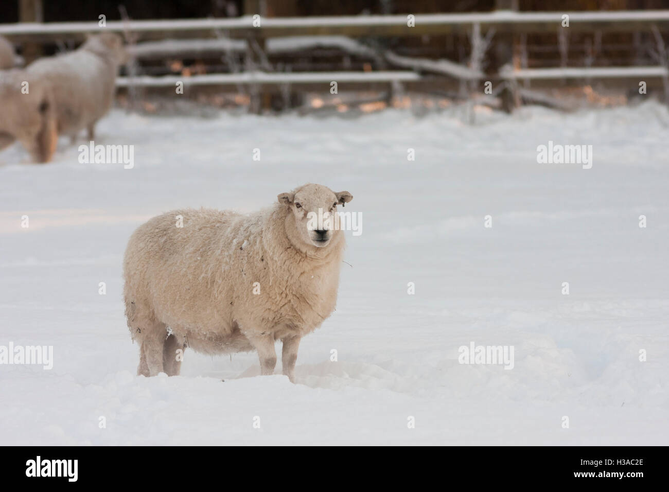 Pecore invernale in presenza di neve e nebbia Foto Stock