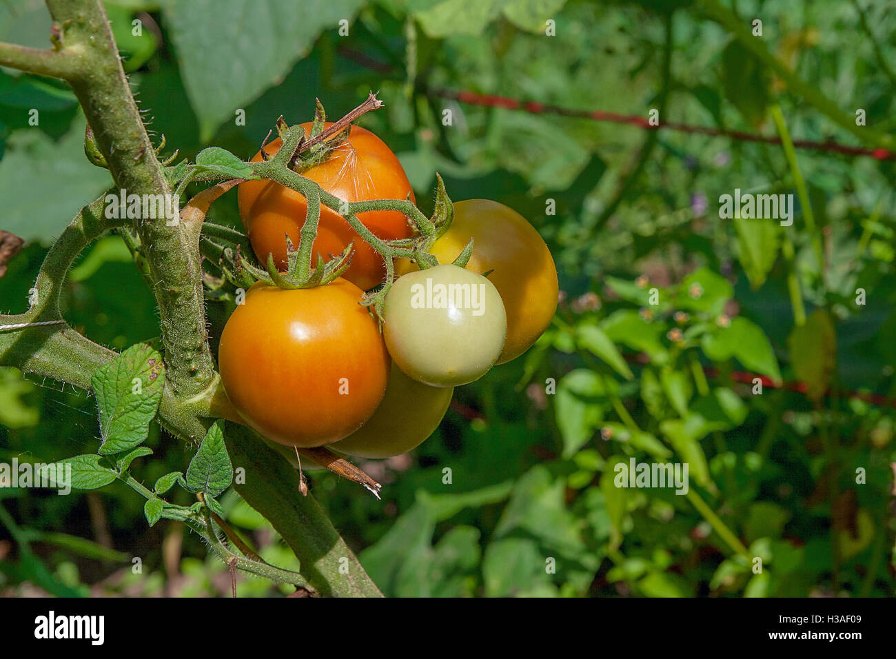 Rosso e verde pomodori organico impianto. Pomodori giganti crescente sul ramo. Un ramo di sani di colorati maturazione di pomodoro Foto Stock